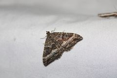 Hydriomena deltoidata