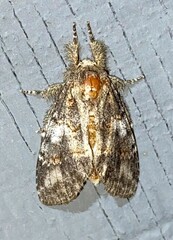 Peridea angulosa