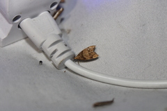 Gymnobathra hamatella