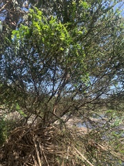 Acacia pravissima