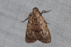 Mimaglossa nauplialis