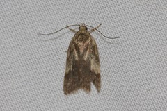 Oligoloba severa