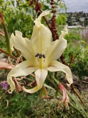 Gladiolus undulatus