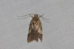 Oligoloba severa