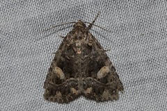 Condica macrosema
