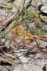 Drosera pulchella