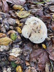 Cortinarius albofragrans