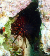 Echinometra viridis