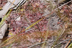 Stylidium caespitosum
