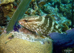 Epinephelus striatus