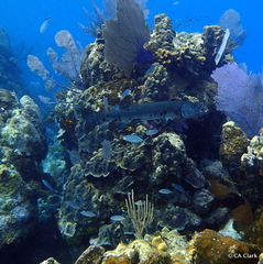 Caranx ruber