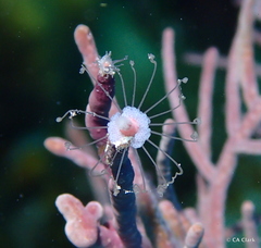 Ralpharia gorgoniae