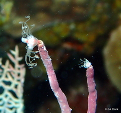Ralpharia gorgoniae