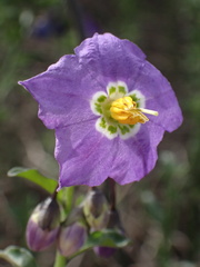 Solanum xanti