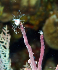 Ralpharia gorgoniae
