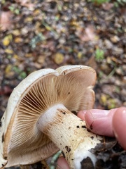 Cortinarius albofragrans