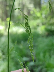 Glyceria lithuanica
