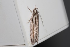 Leistarcha scitissimella