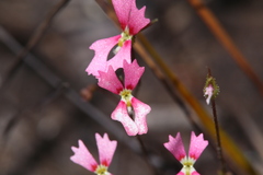 Stylidium calcaratum