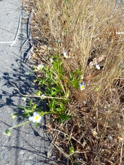Viola arvensis