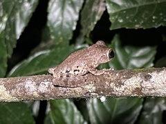 Raorchestes