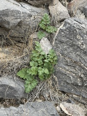 Phacelia pedicellata