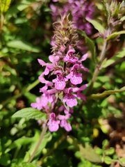 Stachys palustris