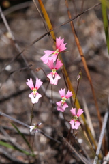 Stylidium calcaratum