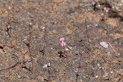 Stylidium calcaratum