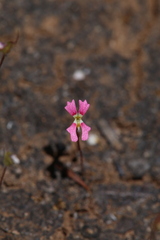 Stylidium calcaratum