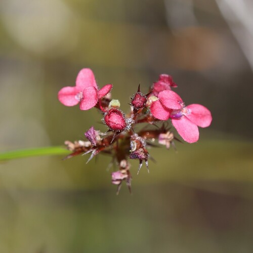 Image of Stylidium squamosotuberosum by (c) Hugo Innes, some rights reserved (CC BY)