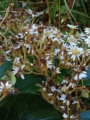 Olearia avicenniifolia