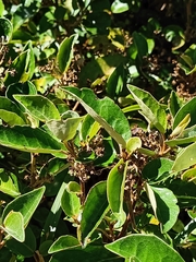 Olearia avicenniifolia