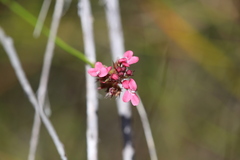 Stylidium squamosotuberosum