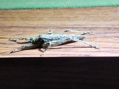Pterygota