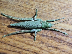 Pterygota