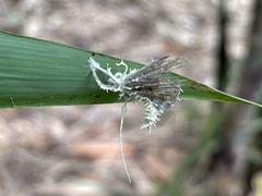 Akanthomyces