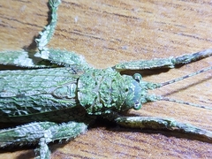 Pterygota