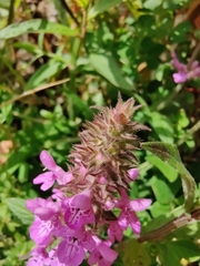Stachys palustris
