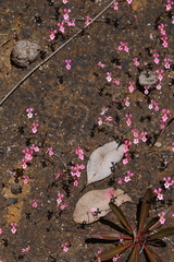 Stylidium calcaratum