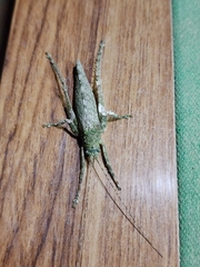 Pterygota
