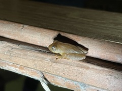 Raorchestes luteolus