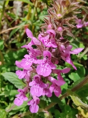 Stachys palustris