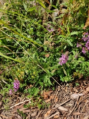 Stachys palustris