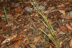 Panicum effusum