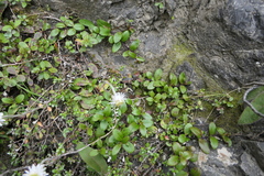 Veronica melanocaulon