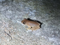 Raorchestes luteolus