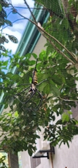 Nephila pilipes