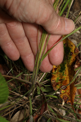 Image of Panicum effusum by (c) Greg Tasney, some rights reserved (CC BY-SA)