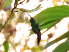 Amazilia tzacatl